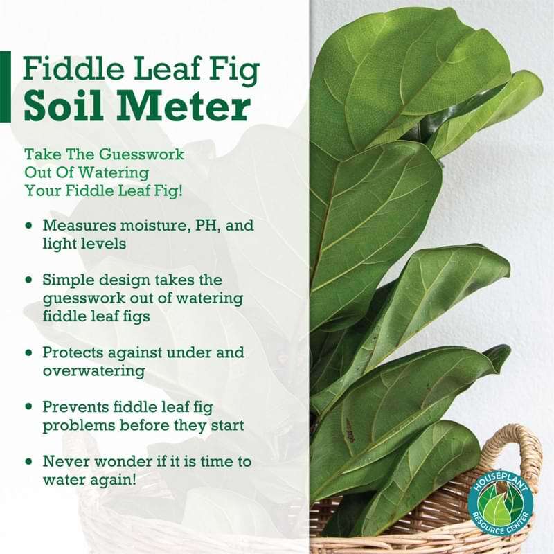 Fiddle Leaf Fig Plant Food Moisture Meter