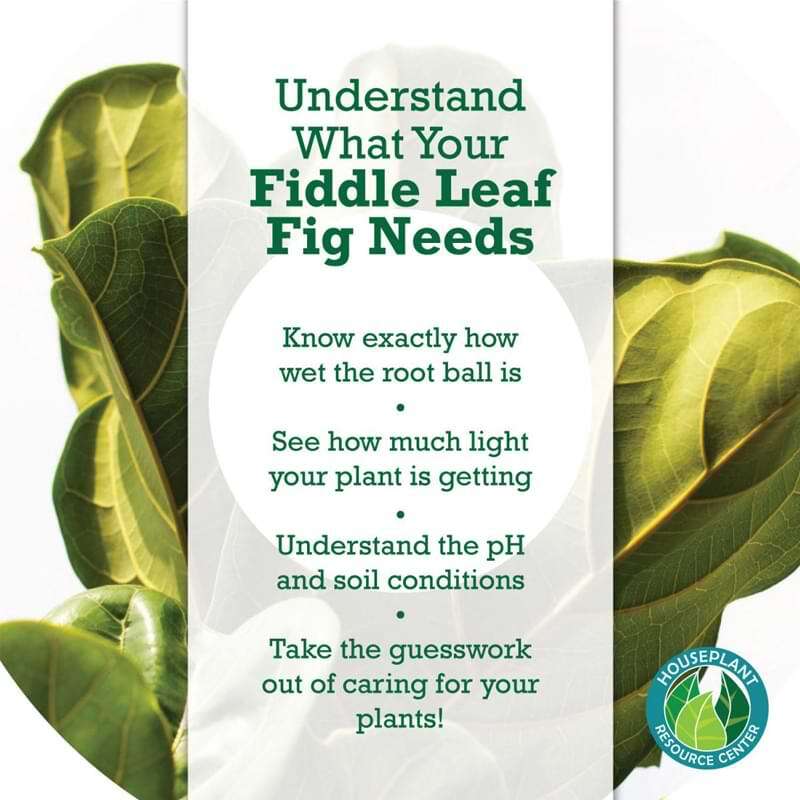 How to Use a Moisture Meter to Know When to Water Your Fiddle Leaf Fig