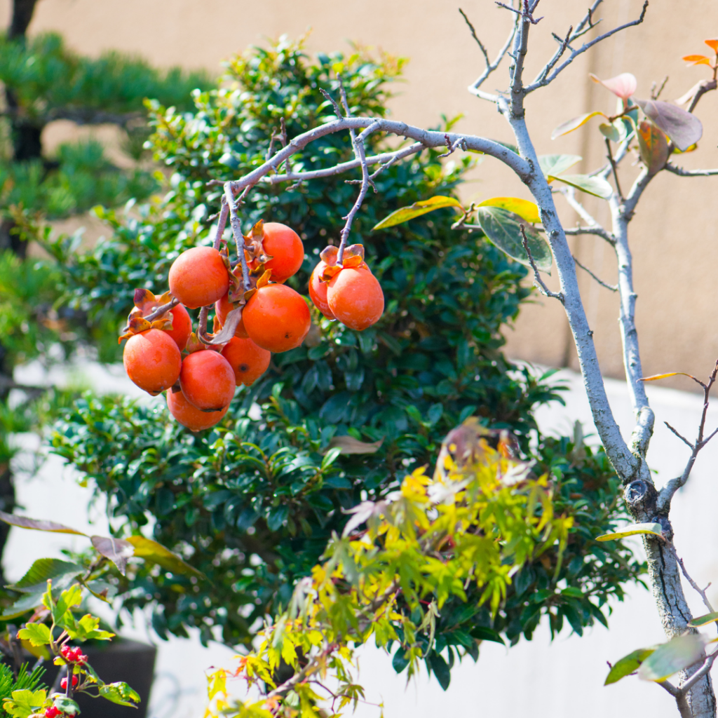 Did you know that you can also grow a bonsai fruit tree from seed? Imagine having your very own mini orchard right in your own home!
