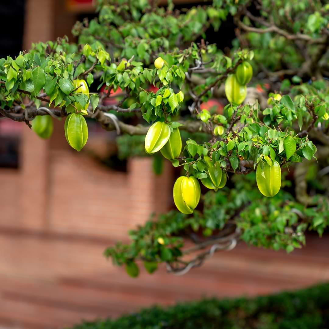 How to Grow a Bonsai Fruit Tree from Seed A Step by Step Guide