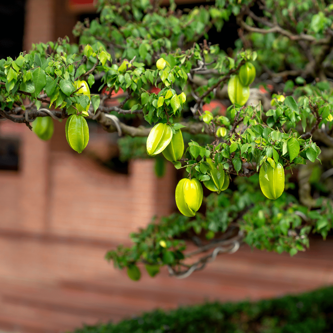 How to Grow a Bonsai Fruit Tree from Seed A Step by Step Guide