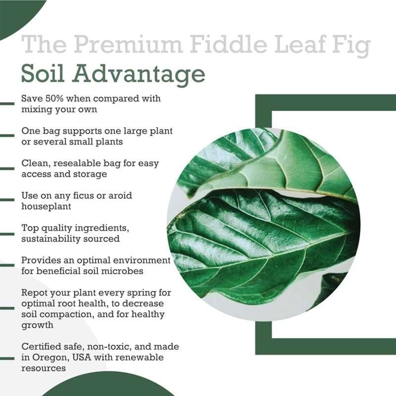 Fiddle Leaf Fig Potting Soil