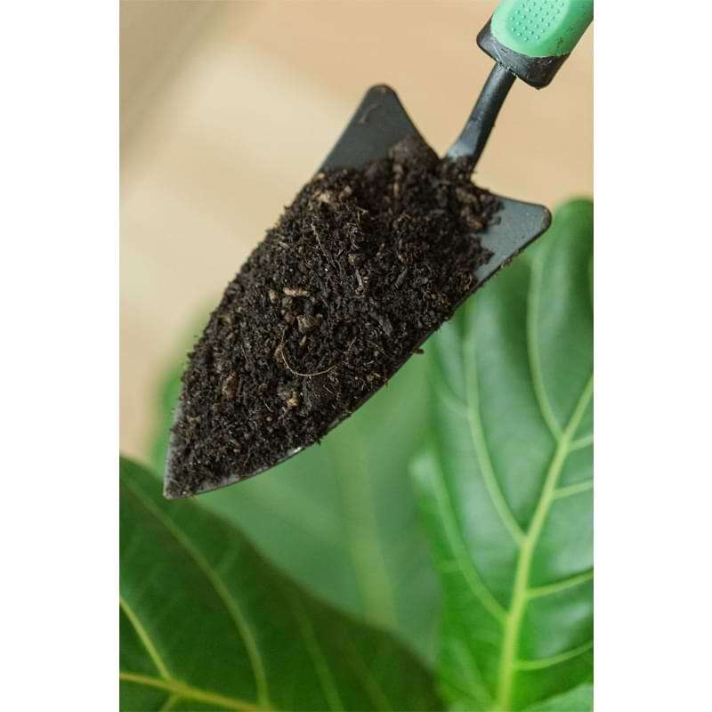Fiddle Leaf Fig Potting Soil