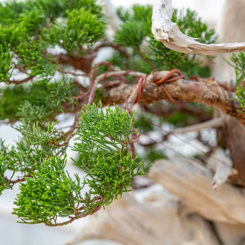 Ready to learn the art of Bonsai? Read our guide to understand what the best bonsai wire is, how to use it, and when to start.