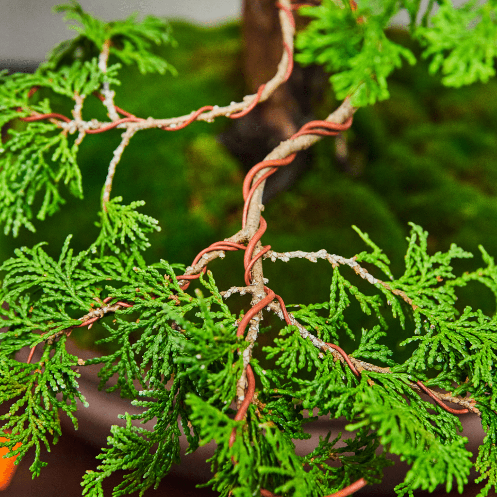 Ready to learn the art of Bonsai? Read our guide to understand what the best bonsai wire is, how to use it, and when to start.