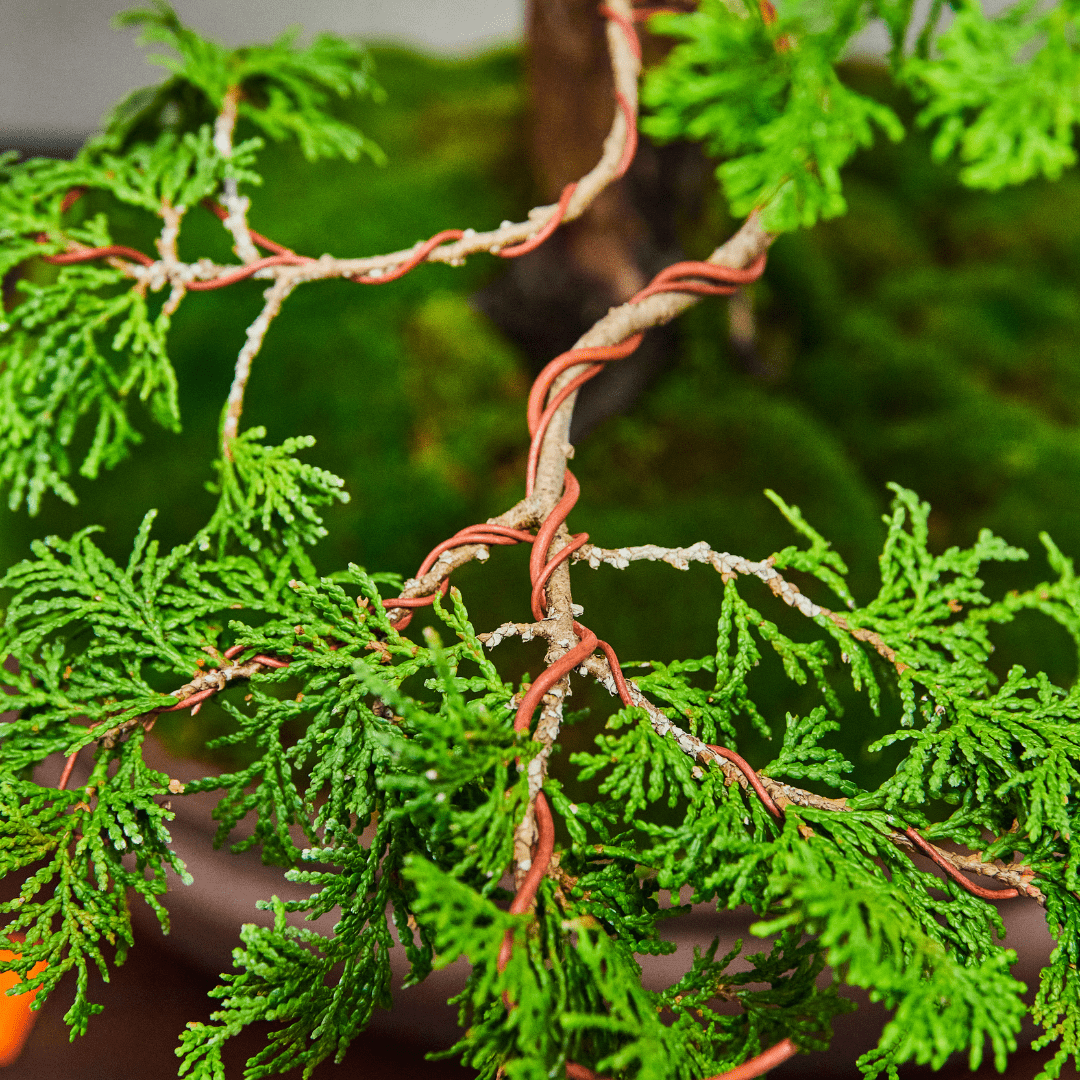 Why, How & When to Wire a Bonsai | Best Bonsai Wire