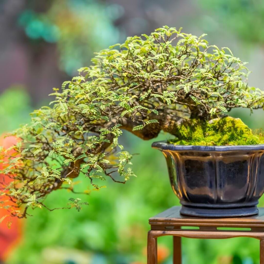 Bonsai not growing? Even the most experienced practitioners encounter challenges getting a bonsai tree to grow healthy and strong.