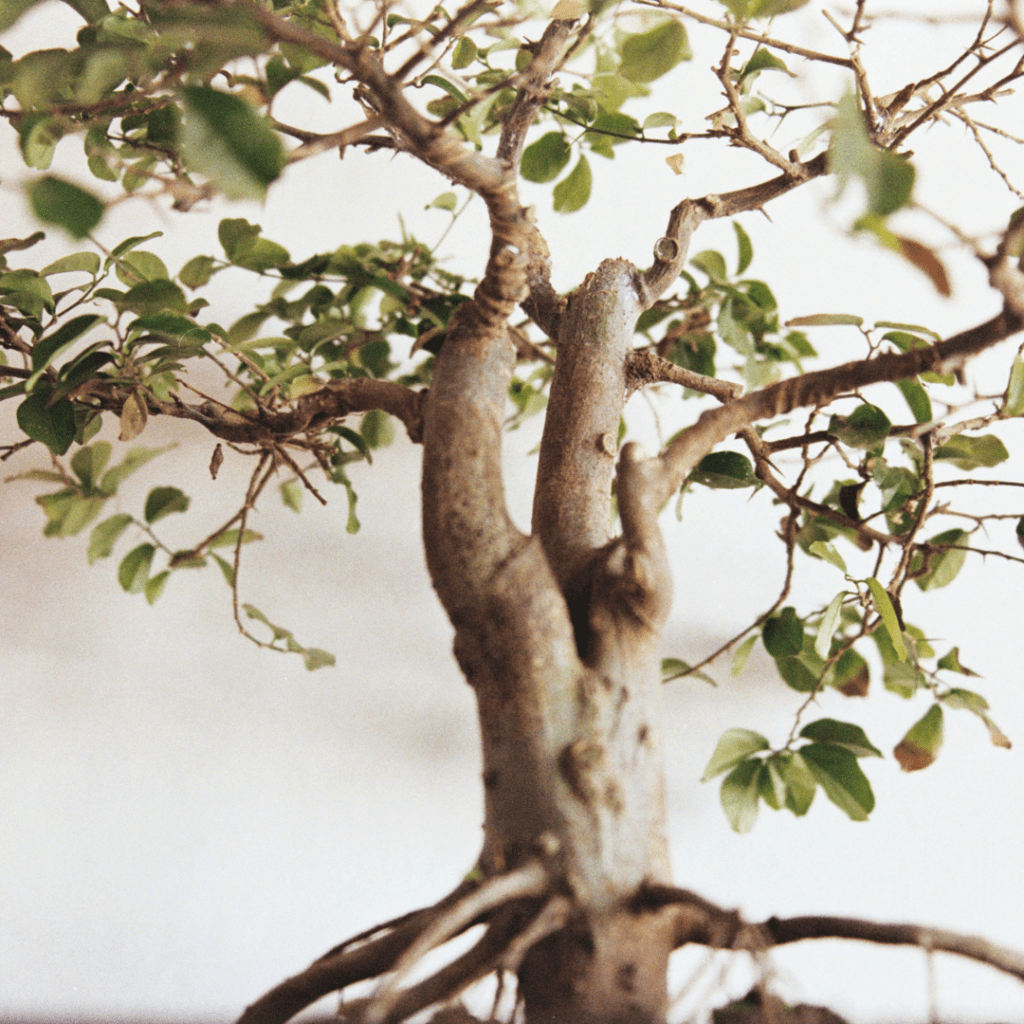 Bonsai not growing? Even the most experienced practitioners encounter challenges getting a bonsai tree to grow healthy and strong.