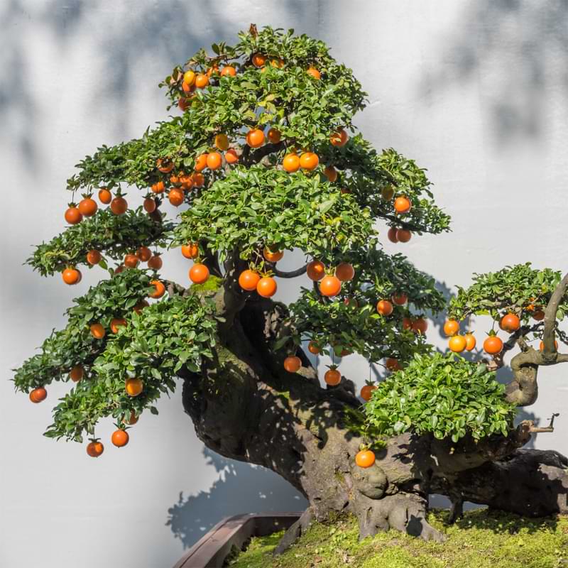 How to Grow Bonsai Fruit Trees