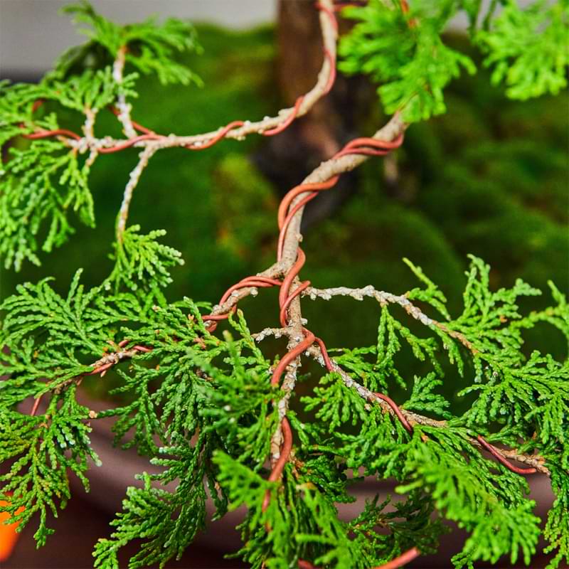 Ready to learn the art of Bonsai? Read our guide to understand what the best bonsai wire is, how to use it, and when to start.