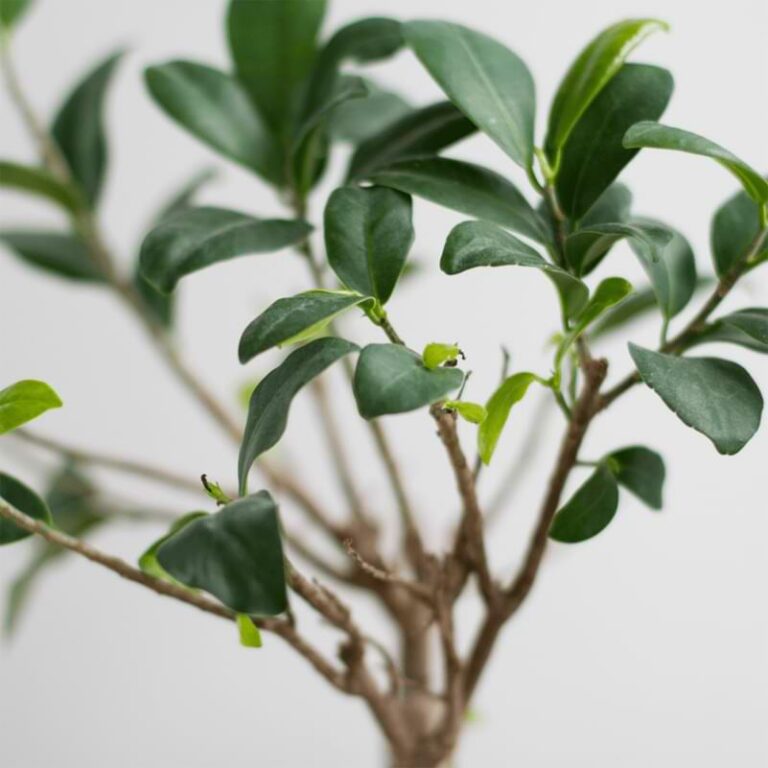 Why Bonsai Lose Their Leaves in Winter