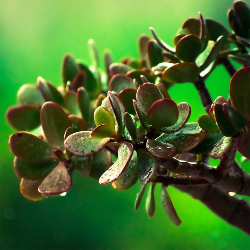 how to make a bonsai grow new branches