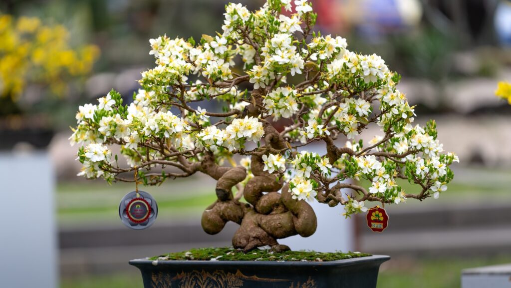 how to care for a gardenia bonsai